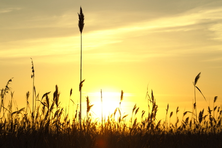 The ears are hovering at sunsetの写真素材