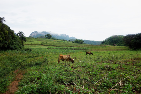 Vinales valley Cuba Caribbean Kubaの写真素材