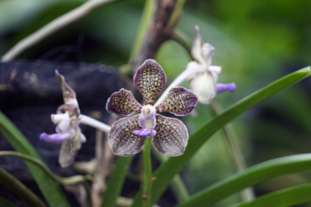 Orchid in the Garden