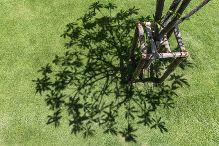 Tree shadow on green grassの写真素材