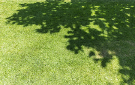 Tree shadow on green grassの写真素材