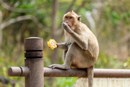 monkey with corncobの写真素材