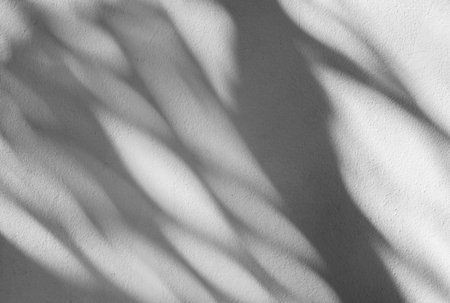 Palm leaf shadows on a white wall
