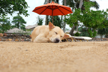 lazy dog relaxing and sleeping on sand beachの写真素材