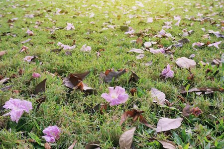 fallen leaves and flowers on green grass background