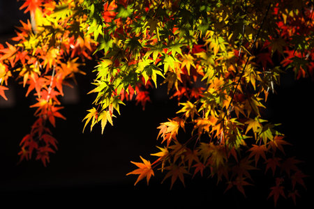 Tree branch with autumn leaves. Autumn background.