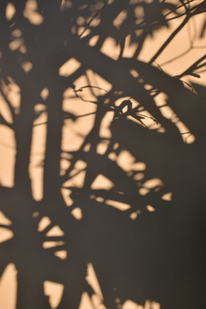 tree shadow on the brown concrete wall background