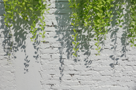 Green Leaves On The White Wall background.の写真素材
