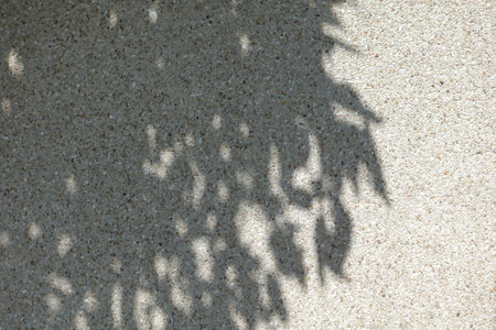 Tree shadow on sandwash wall backgroundの写真素材