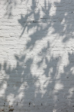 Tree and leaves shadow on white texture wall