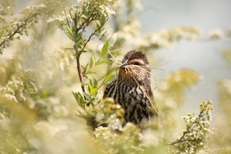 Female bird try to make is nest for the summer, beautiful composition in flowersの写真素材