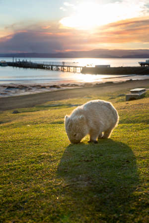Maria island in Tasmania when we went back to the pier at sunset a wombat was peacefully eatingの写真素材
