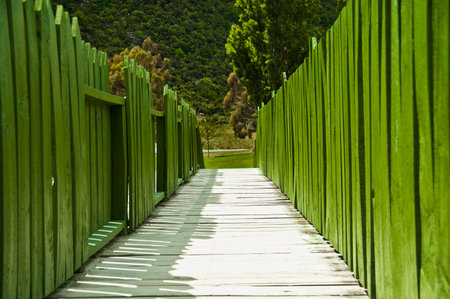 wooden walkway into the woodsの写真素材