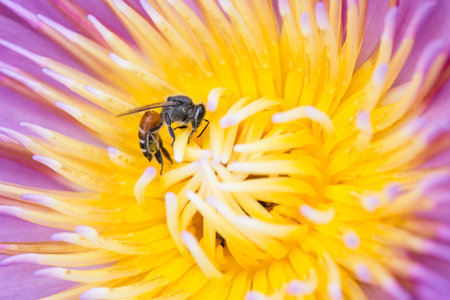 bee on lotusの写真素材