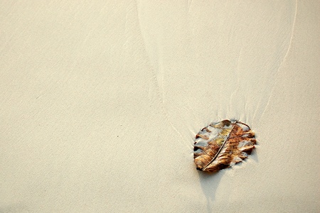 Leaf on the sand surfaceの写真素材