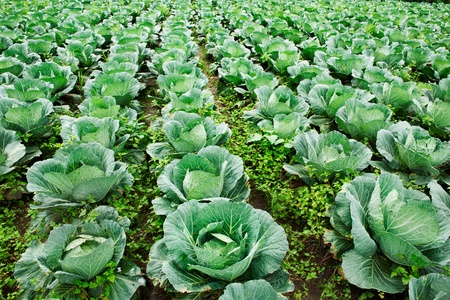 Green kale field on top of mountain .の写真素材