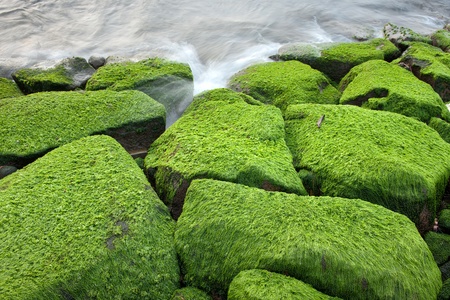 Seaweed are grows on rocks at beachの写真素材