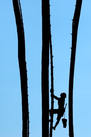 Man climb on a palm to reap raw sugar.の写真素材