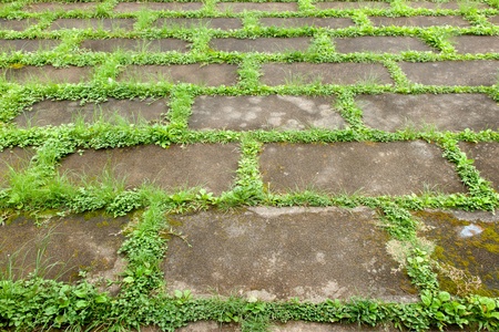 Perspective Walkway and grass In the space of cement sheetの写真素材