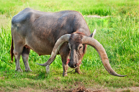 Long horn water buffalo in green fieldの写真素材