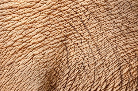 close up of elephant skin の写真素材