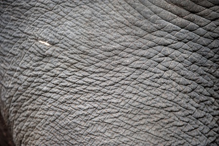 close up of elephant skin の写真素材