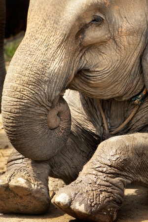 Asian baby elephant sitting の写真素材