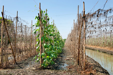  plantation  and  small shallow  canal の写真素材