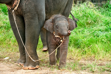 Asian baby elephant standing between the big legs of her motherの写真素材