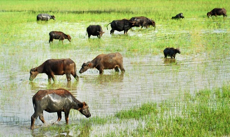 water buffalo grazing in marshy  areaの写真素材