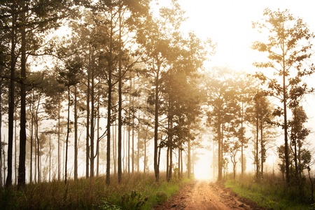 country rural road to pine forest の写真素材