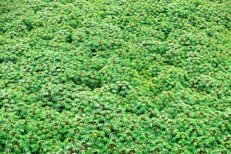 leaves of cassava field in Thailandの写真素材