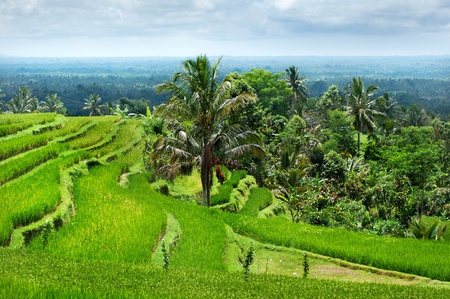 Rice terrace in Bali. Indonesiaの写真素材