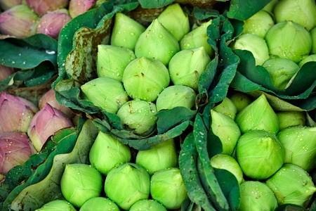 fresh lotus bud bouquet in flower marketの写真素材