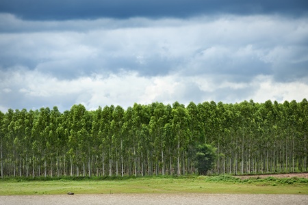 Plantation of Eucalyptus in Thailandの写真素材