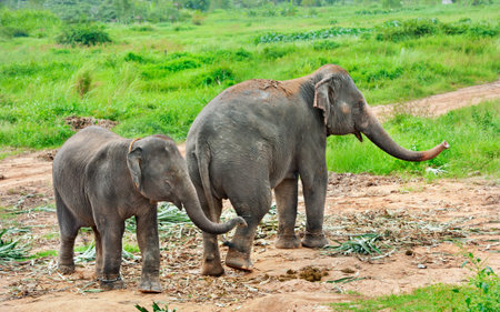 Asian baby elephant standing between the big legs of her mother