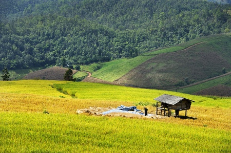 Rice terrace in chingmai , Thailandの写真素材