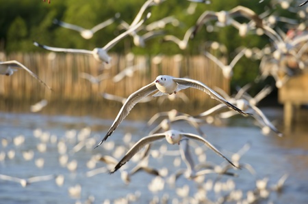 many seagull flying in skyの写真素材