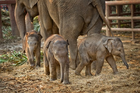 Asian baby elephant standing between the big legs of her motherの写真素材