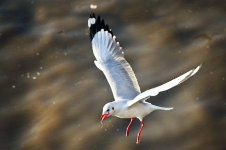 many seagull flying over sea