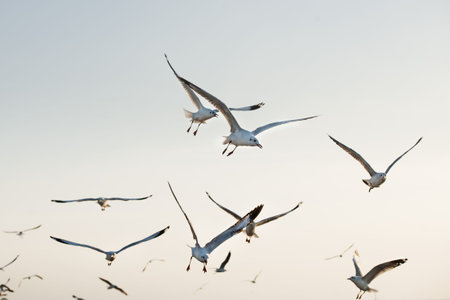 many seagull flying in sky