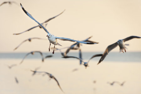 many seagull flying in sky