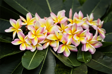 light pink plumeria  flower の写真素材