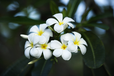 yellow plumeria  flowerの写真素材