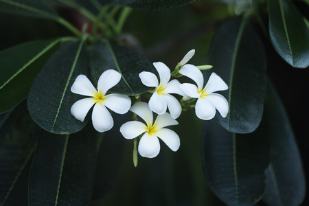 yellow plumeria  flowerの写真素材