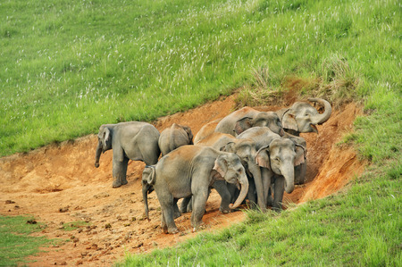 Group of elephant eat Salt marsh  in national parkの写真素材