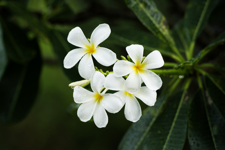 yellow plumeria  flowerの写真素材