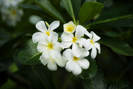 yellow plumeria  flowerの写真素材