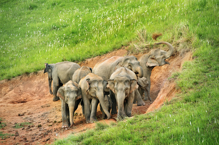 Group of elephant eat Salt marsh  in national parkの写真素材