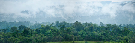 tropical rainforest ,thailand